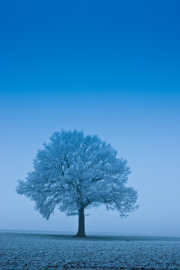 Bild-Nr: 9869144 Erster Frost Erstellt von: Armin Redöhl