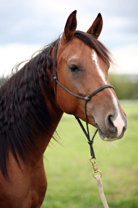 Bild-Nr: 9872750 Araberportrait Erstellt von: JuliaM-Fotografie