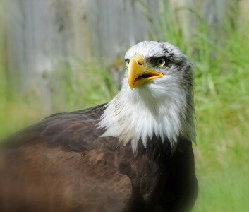 Bild-Nr: 9875872 Amerikanischer Weißkopfseeadler Erstellt von: Renate Knapp