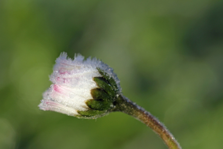 Bild-Nr: 9879712 Väterchen Frost Erstellt von: Gerhard Albicker