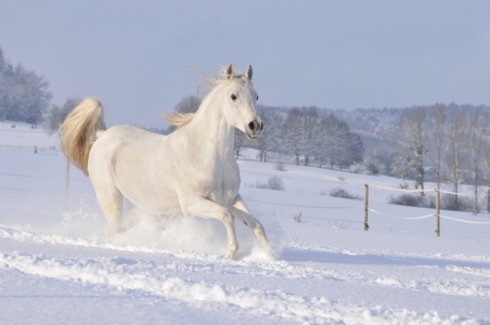 Bild-Nr: 9880070 Schneepferd Erstellt von: NiKu