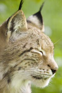 Bild-Nr: 9888580 Luchs 5 Erstellt von: pixelschmied