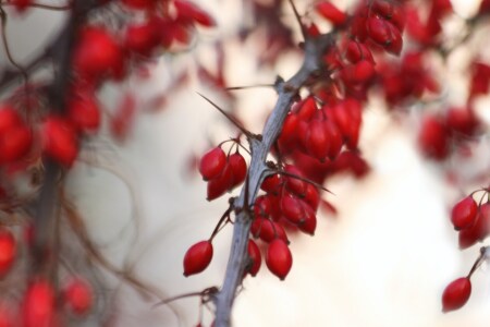 Bild-Nr: 9891216 Hagebutte (Rosa canina) Erstellt von: Renate Knapp