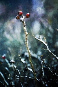 Bild-Nr: 9893486 Schneetreiben Erstellt von: Timo Geble