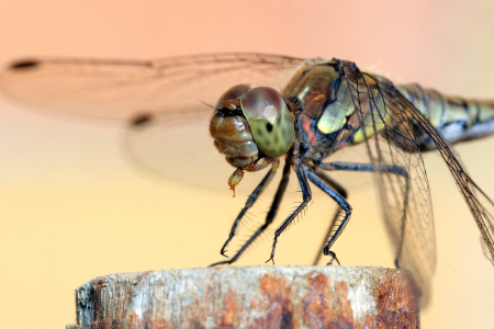 Bild-Nr: 9893858 Libelle beim Fressen Erstellt von: FotoDeHRO