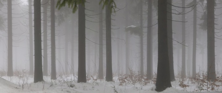 Bild-Nr: 9899690 Winternebelwald Erstellt von: Franz Bogner