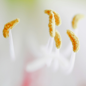 Bild-Nr: 9900430 Amaryllis im Quadrat Erstellt von: FotoDeHRO