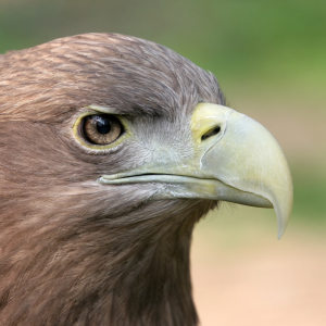 Bild-Nr: 9908652 Steinadler Erstellt von: FotoDeHRO