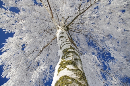 Bild-Nr: 9913296 Schneewelten Erstellt von: Tanja Riedel