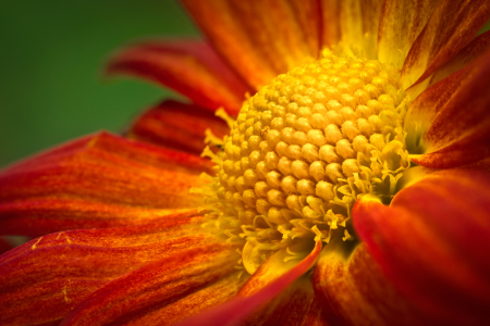 Bild-Nr: 9916376 Blooming Erstellt von: ArtworkBahnhof