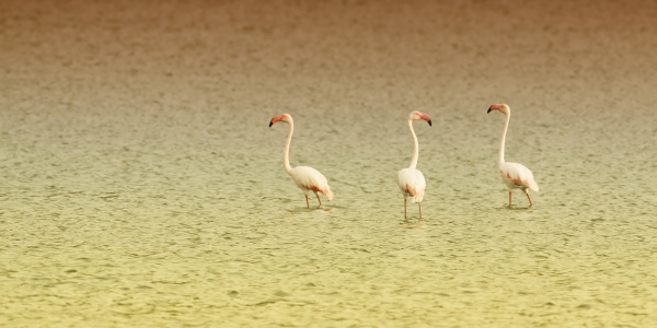 Bild-Nr: 9916912 3 Flamingos Erstellt von: FotoDeHRO