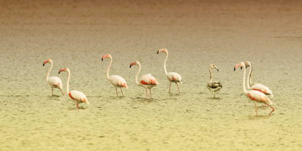 Bild-Nr: 9916916 9 Flamingos Erstellt von: FotoDeHRO