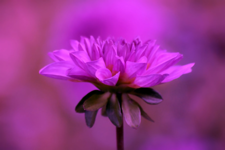 Bild-Nr: 9918996 Little Dahlia Erstellt von: youhaveadream