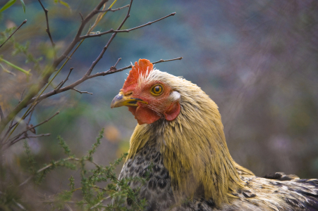 Bild-Nr: 9926036 nur ein Huhn Erstellt von: ipahit