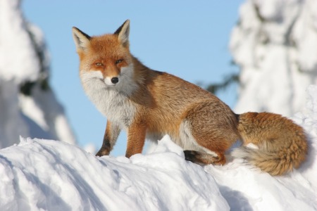 Bild-Nr: 9926610 Brockenfuchs Erstellt von: fagus4000