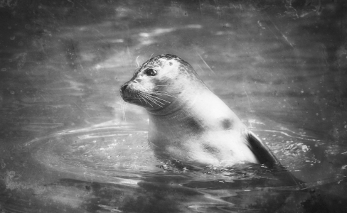 Bild-Nr: 9941617 Guck mal Mama...Touristen Erstellt von: Timo Geble