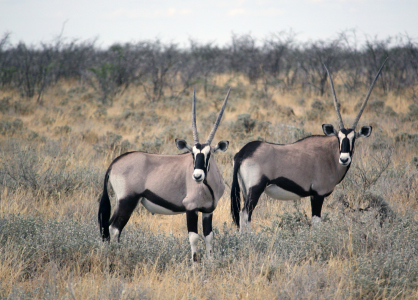 Bild-Nr: 9942009 Oryx Antilopen Erstellt von: mpenzi