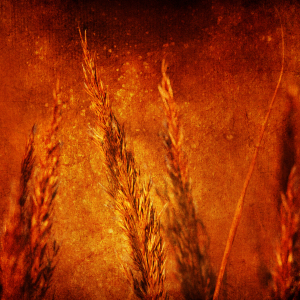 Bild-Nr: 9942019 Herbstgras Erstellt von: FotoDeHRO