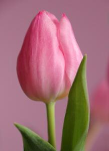 Bild-Nr: 9942983 tulipan rosado 2 Erstellt von: Artservicezahel