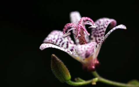 Bild-Nr: 9943975 Wilde Orchidee Erstellt von: Renate Knapp