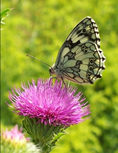 Bild-Nr: 9944933 Butterfly Erstellt von: Marion227