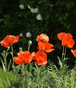 Bild-Nr: 9953373 Klatschmohn Erstellt von: CRAZYHAWK
