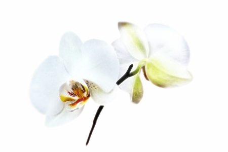 Bild-Nr: 9956927 ORCHIDEE Erstellt von: Galerie-Fotoeffekt