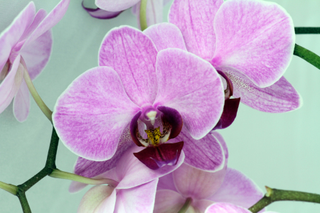 Bild-Nr: 9957295 Orchidee Erstellt von: Gerhard Albicker