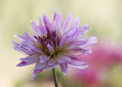 Bild-Nr: 9959111 Pastellfarben Erstellt von: Renate Knapp