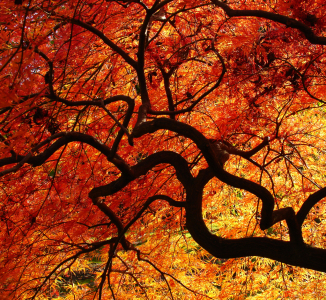 Bild-Nr: 9959701 Japanischer Fächerahorn im Herbst Erstellt von: Almut Rother