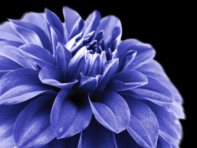 Bild-Nr: 9963619 Dahlia Erstellt von: Galerie-Fotoeffekt