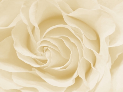 Bild-Nr: 9965778 White Rose  Erstellt von: Anja Otto