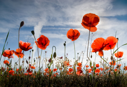 Bild-Nr: 9969049 Mohnblumenfeld Erstellt von: PeterTost