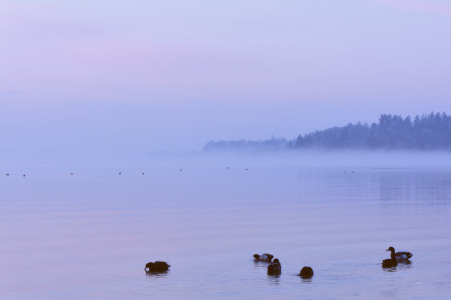 Bild-Nr: 9972546 die stillen Nebel... Erstellt von: quelindo