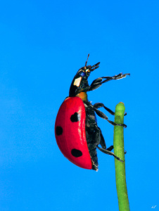 Bild-Nr: 9978327 Marinkäfer 2 Erstellt von: Sukanya