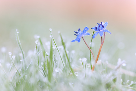 Bild-Nr: 9979463 Frostiges Blausternchen Erstellt von: AdamS