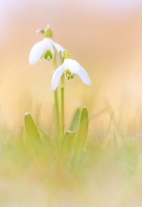 Bild-Nr: 9979527 Frühling auf zarte Art Erstellt von: AdamS