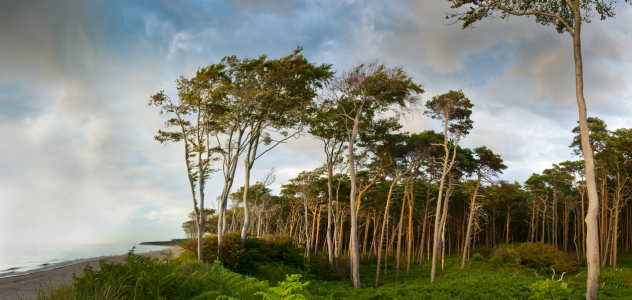 Bild-Nr: 9980468 Küstenwald auf dem Darß IIII Erstellt von: Apfelbaum64