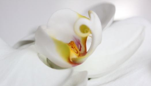Bild-Nr: 9989139 Orchidee Erstellt von: prizz