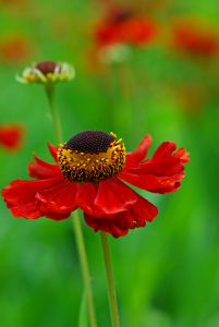 Bild-Nr: 9989429 Helenium Hybride Erstellt von: Atteloi