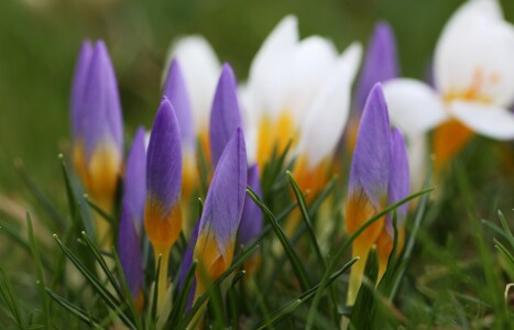 Bild-Nr: 9992551 Frühlingswiese Erstellt von: Renate Knapp