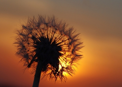 Bild-Nr: 9992989 Pusteblume Erstellt von: gabii40