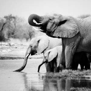 Bild-Nr: 9993145 Namibia: Elephants Erstellt von: sensorfleck