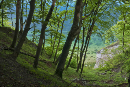 Bild-Nr: 9993257 Buchenwald an der Kreideküste Erstellt von: Apfelbaum64