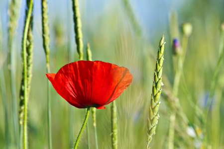 Bild-Nr: 9996709 Mohnblume Erstellt von: Rico Ködder