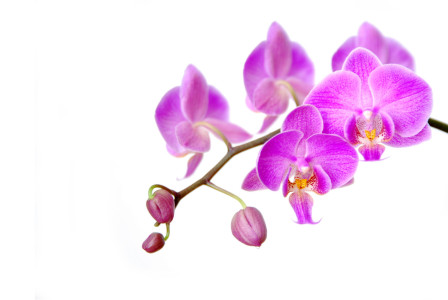 Bild-Nr: 9998529 Orchidee Erstellt von: hannes cmarits