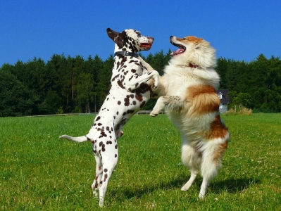 Bild-Nr: 9999131 Hundebalett Erstellt von: gabii40