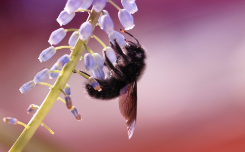 Bild-Nr: 9999245 Holzbiene Erstellt von: Renate Knapp