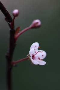 Bild-Nr: 9999443 Japanische Kirschblüte Erstellt von: Renate Knapp