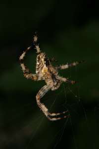 Bild-Nr: 10000183 Gartenkreuzspinne  (Araneus diadematus) Erstellt von: tdietrich